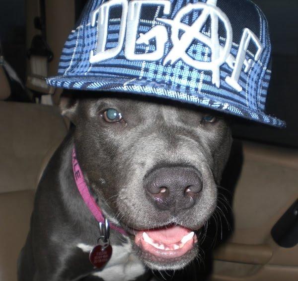 На свою собаку тату в виде вашей компании сделаем